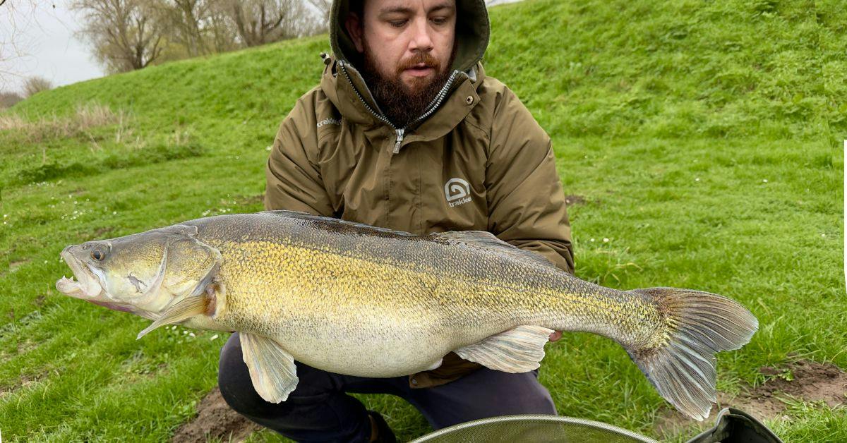 ANGLER HOLDING A SUPER ZANDER