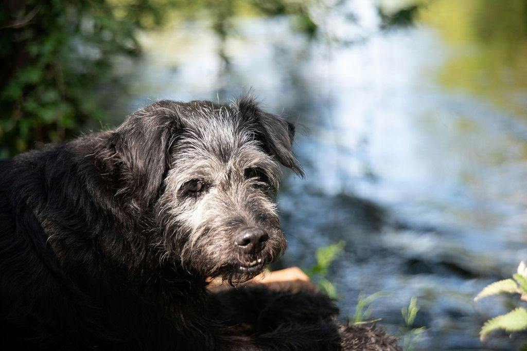 Anglers mourn the loss of Ted, TV’s Gone Fishing dog