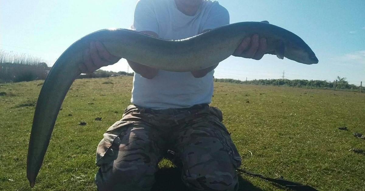 Angler abandons traditional baits and banks lifetime best eel