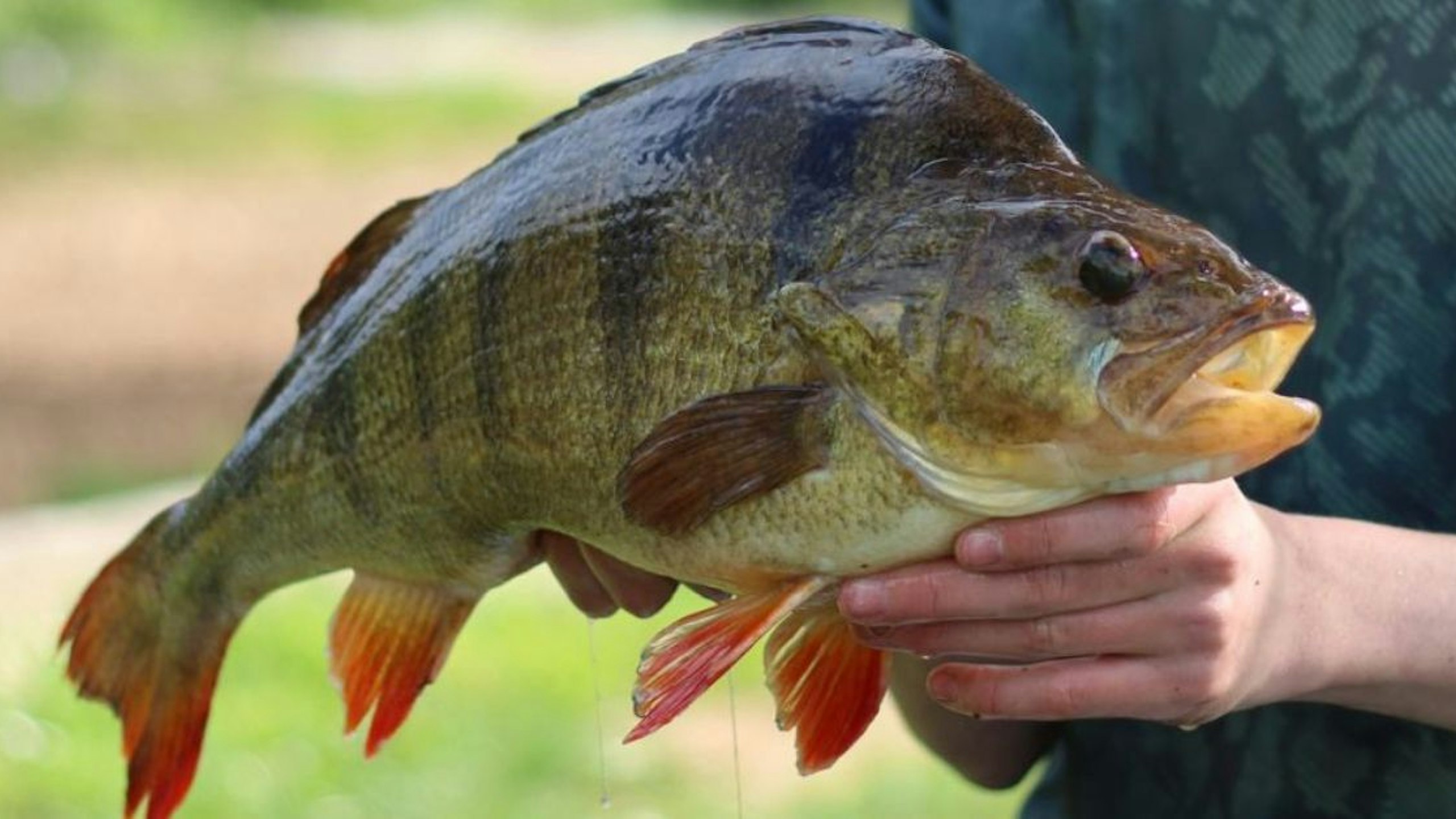 15-year-old lands one of Britain’s biggest ever perch