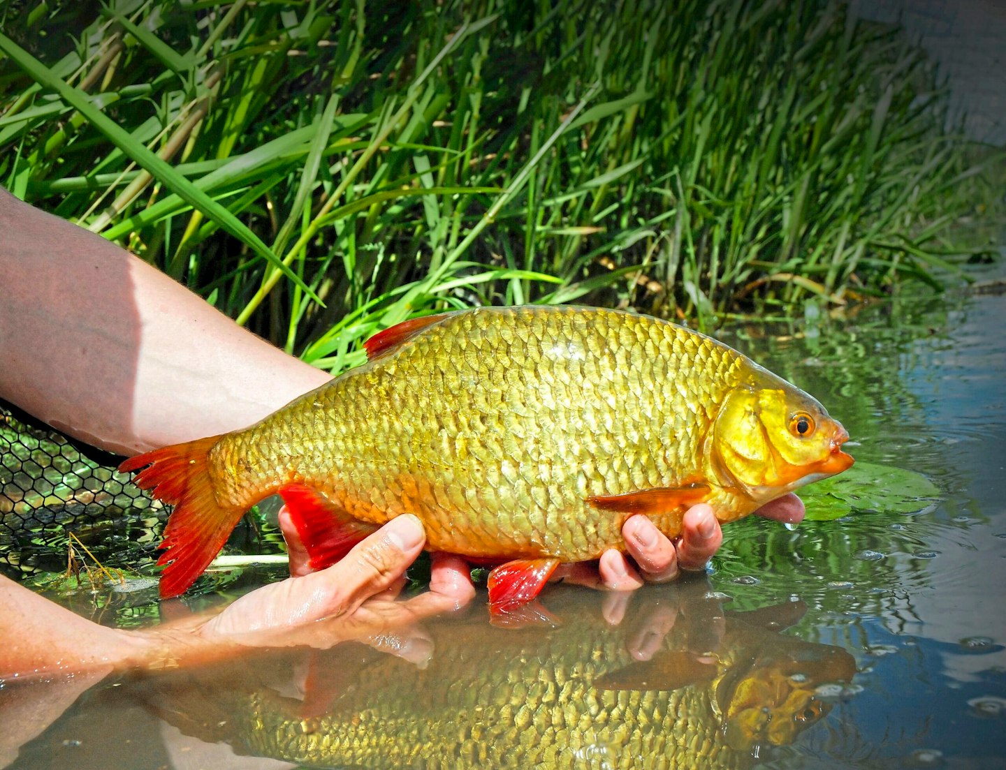 10 Expert Tips for Catching Big Stillwater Rudd