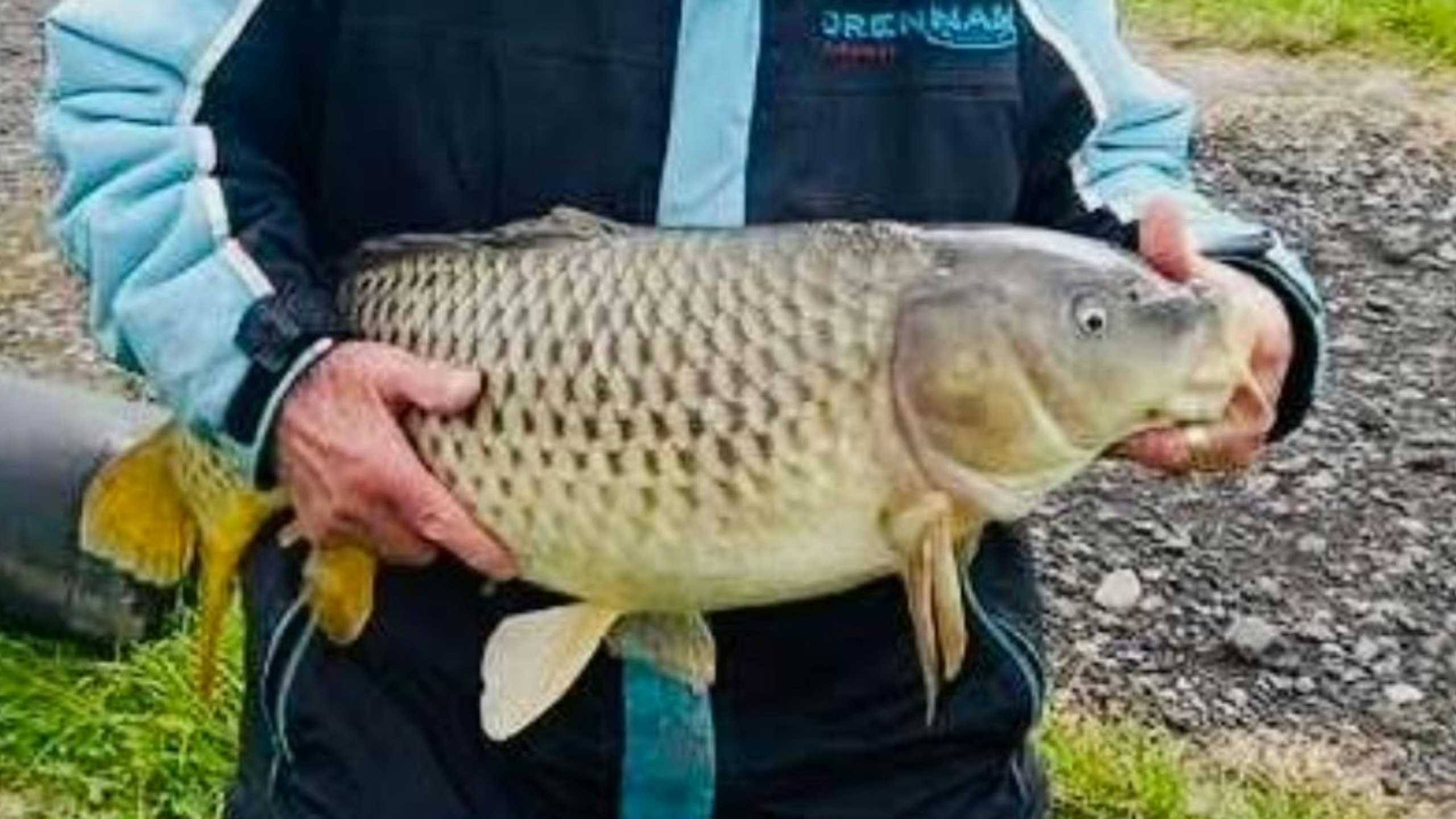 Pole angler lands impressive 20lb carp