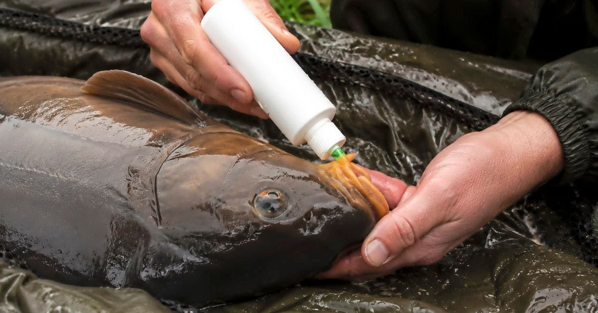 Scientists raise alarm over carp-care products