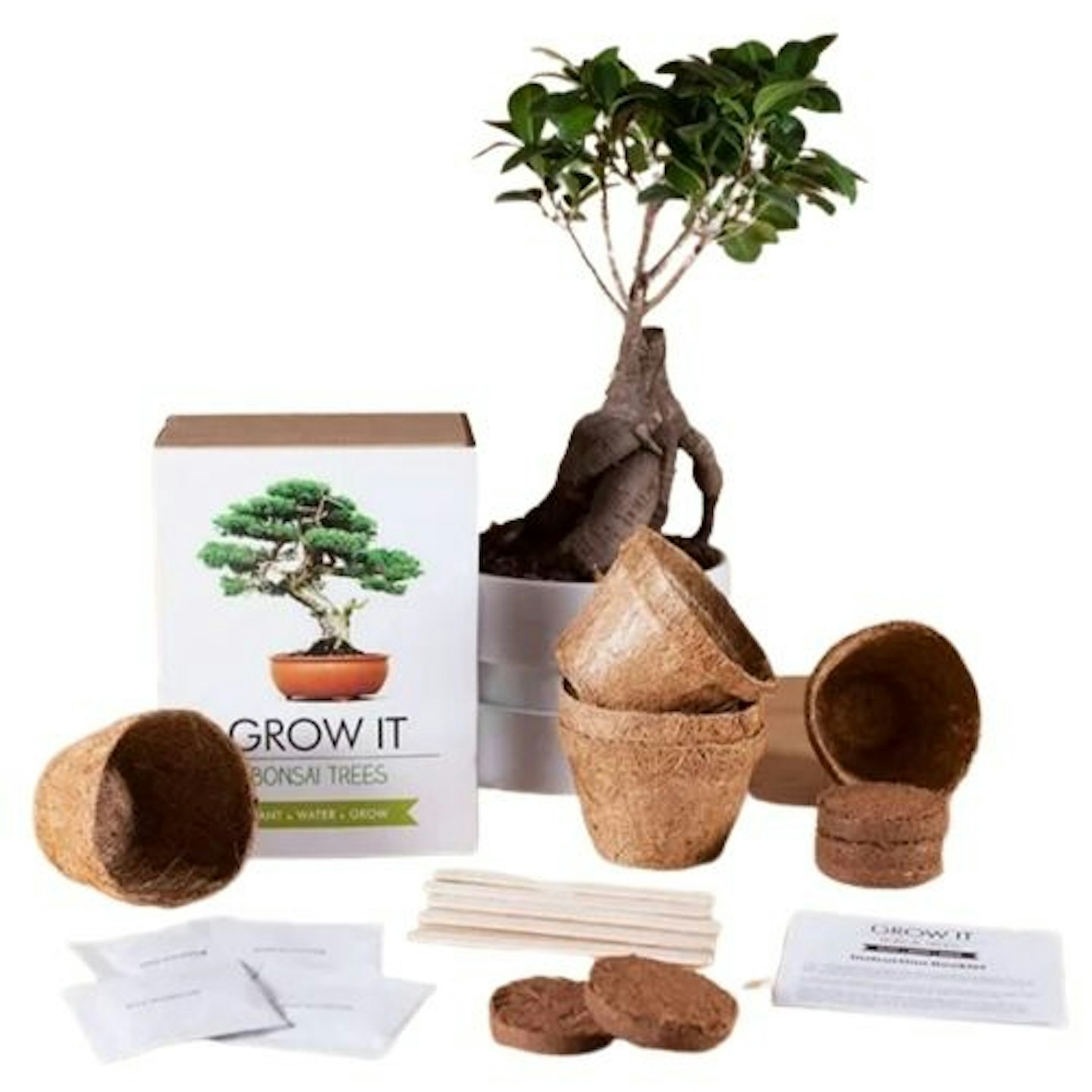 Grow It Bonsai Tree