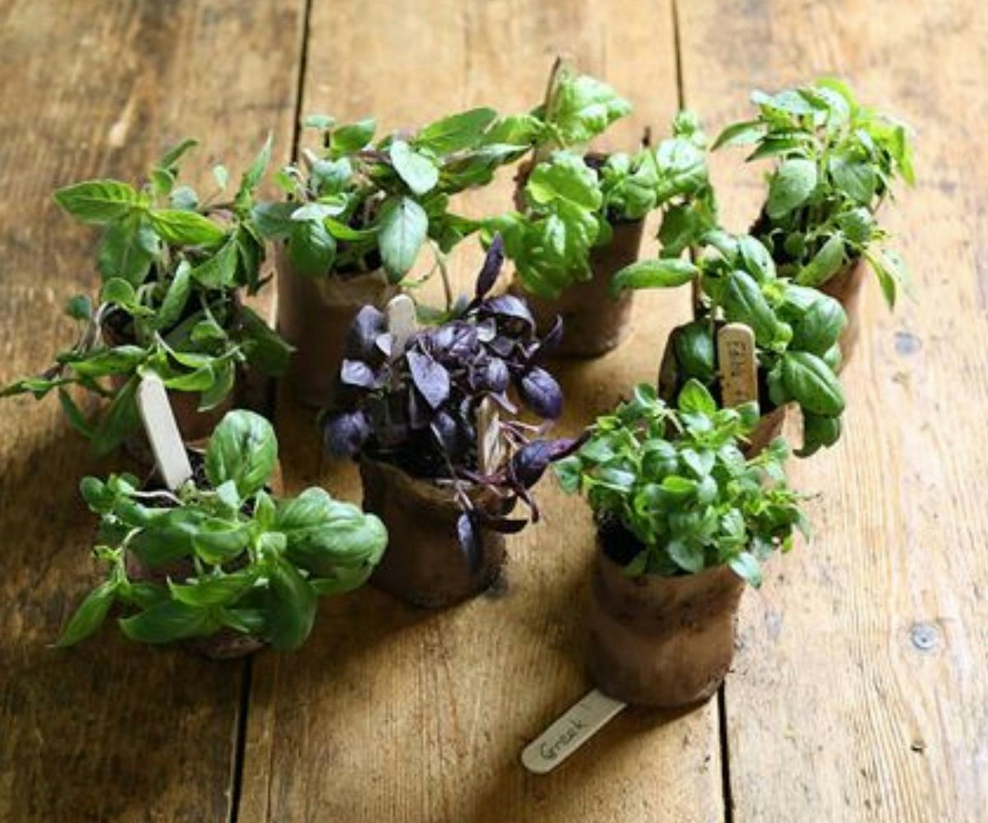 best-herbs-to-grow