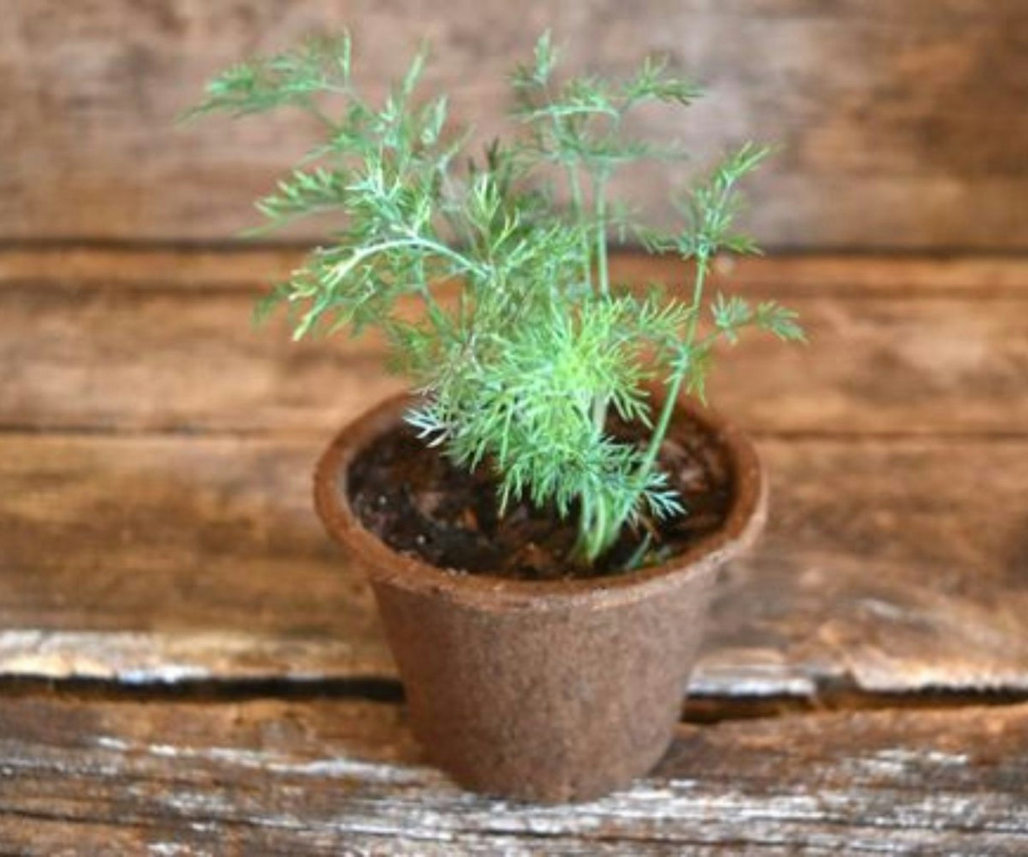 best-herbs-to-grow