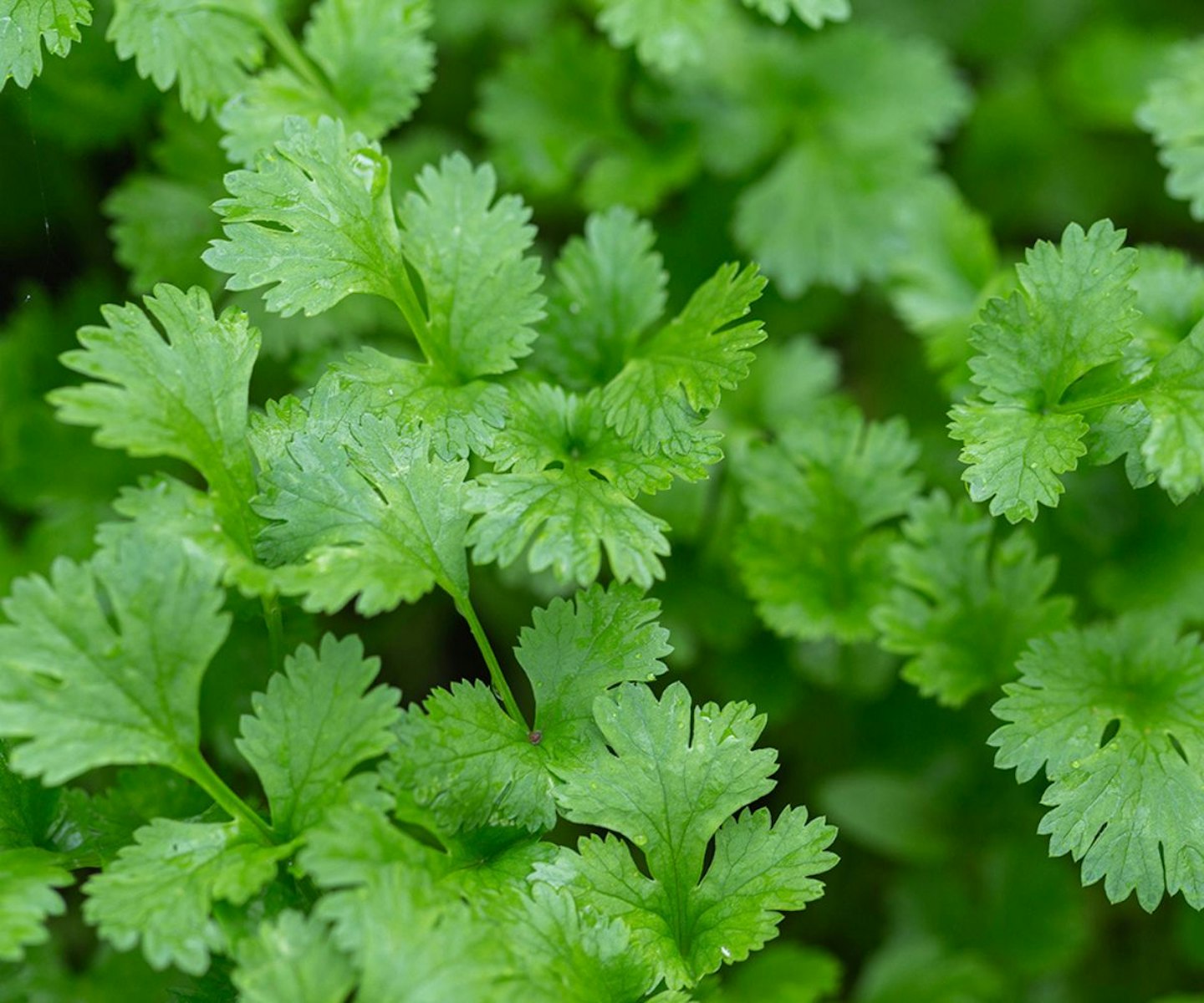 best-herbs-to-grow