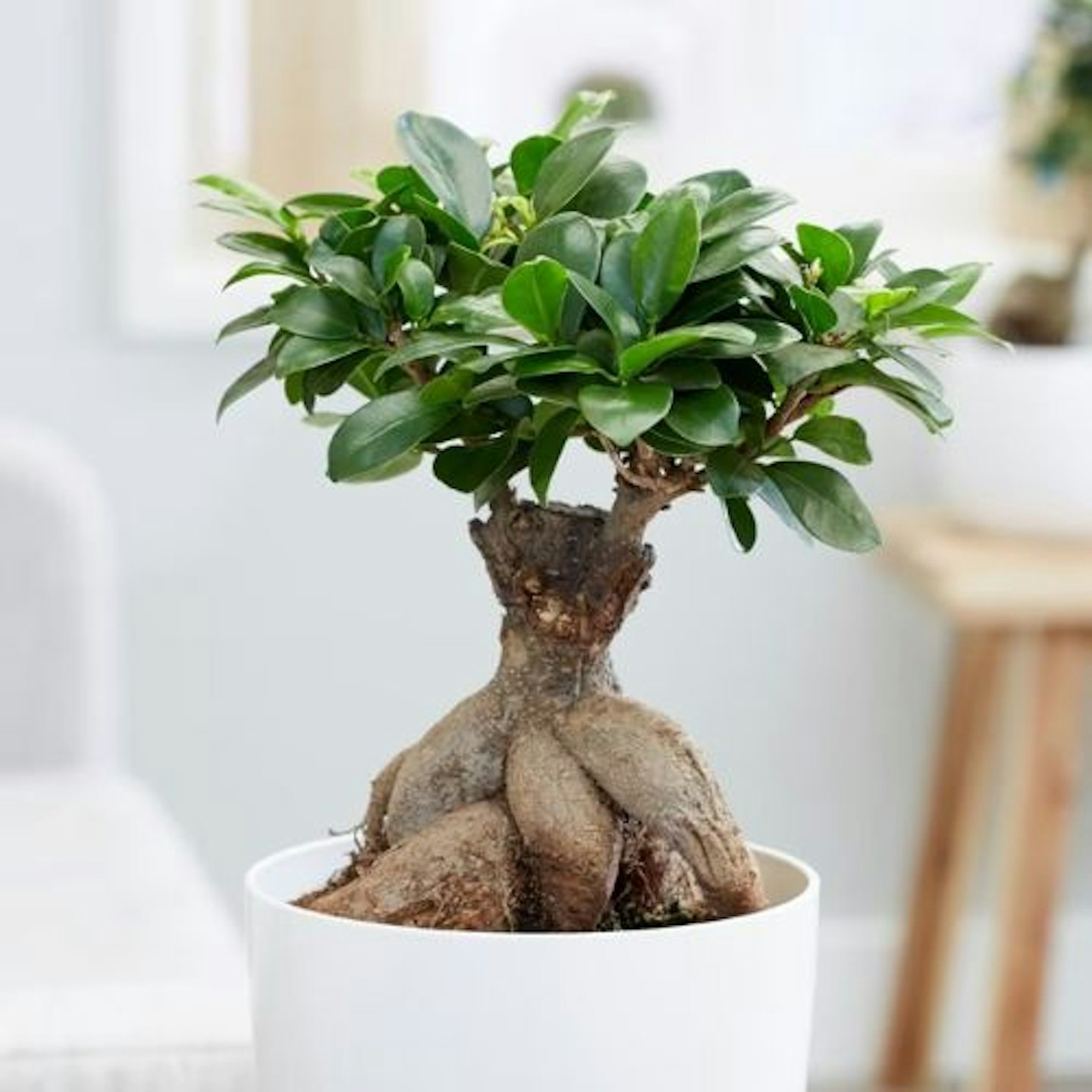 Ficus microcarpa 'Ginseng'