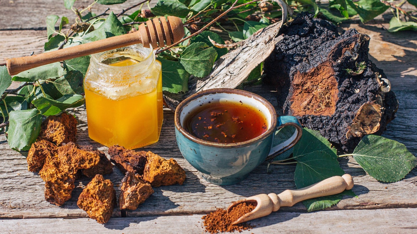 Chaga tea - a strong antioxidant, boosts immune system. Healthy pure natural. Wild Chaga Mushroom, making tea, coffee and herbal remedy. from birch tree trunk in forest. Chaga mushroom supplements