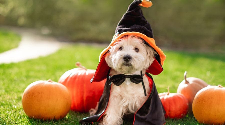 Dogs halloween costumes clearance uk