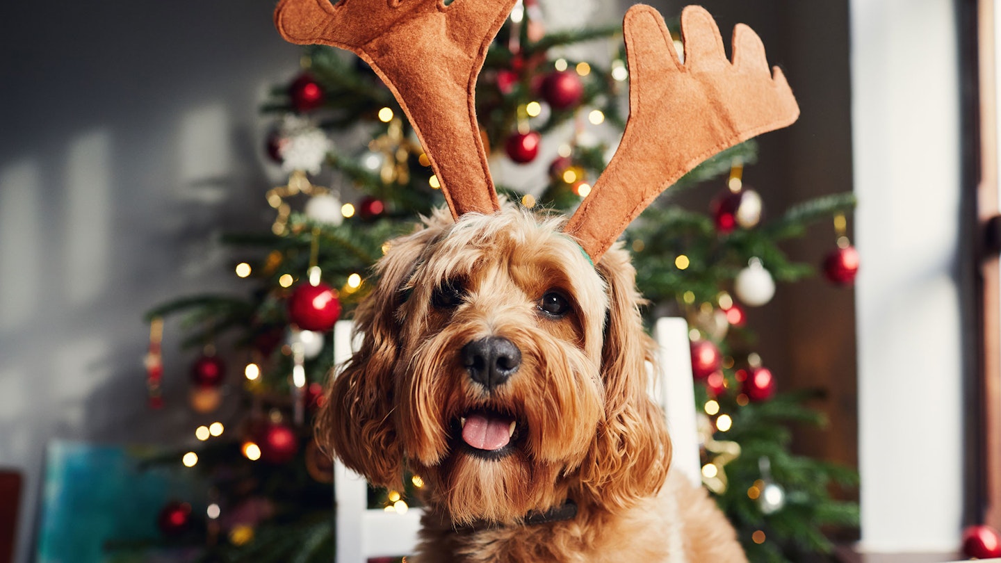 Best pet Advent calendars for daily Christmas treats