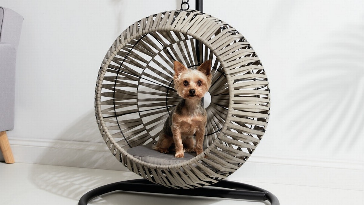 You can now get an egg chair for your pet and here s where