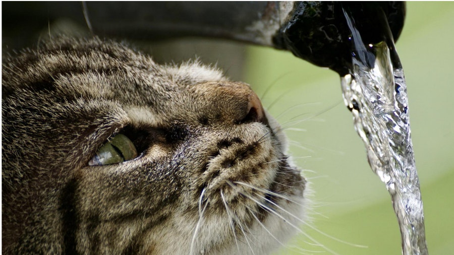 Cat water fountain sales argos