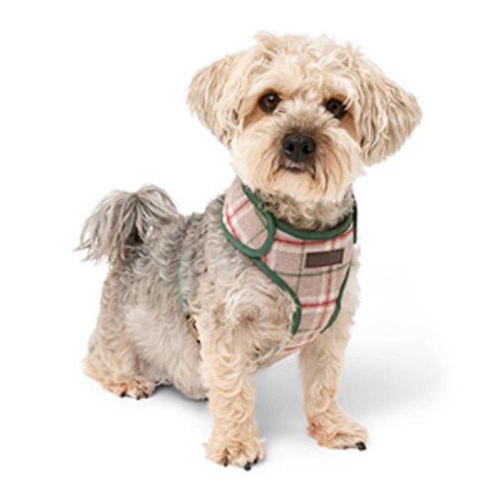 Dog harnesses for more comfortable and secure walks 2024