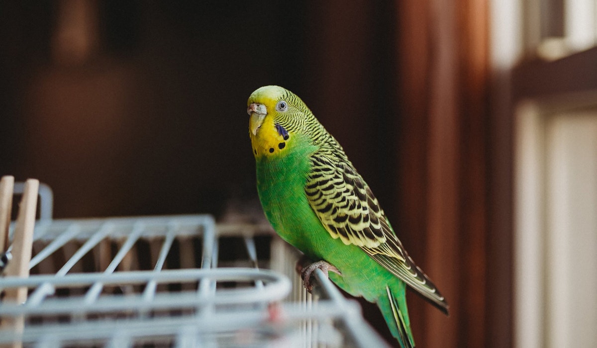 Prevue Pet® Prevue Hendryx? Parakeet Bird Cage 8 Count 12 X 9 X 16 Inch 