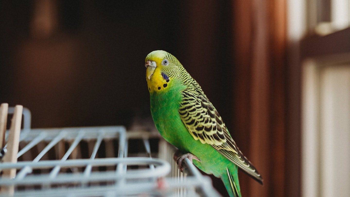 budgie sitting on top of bird cage