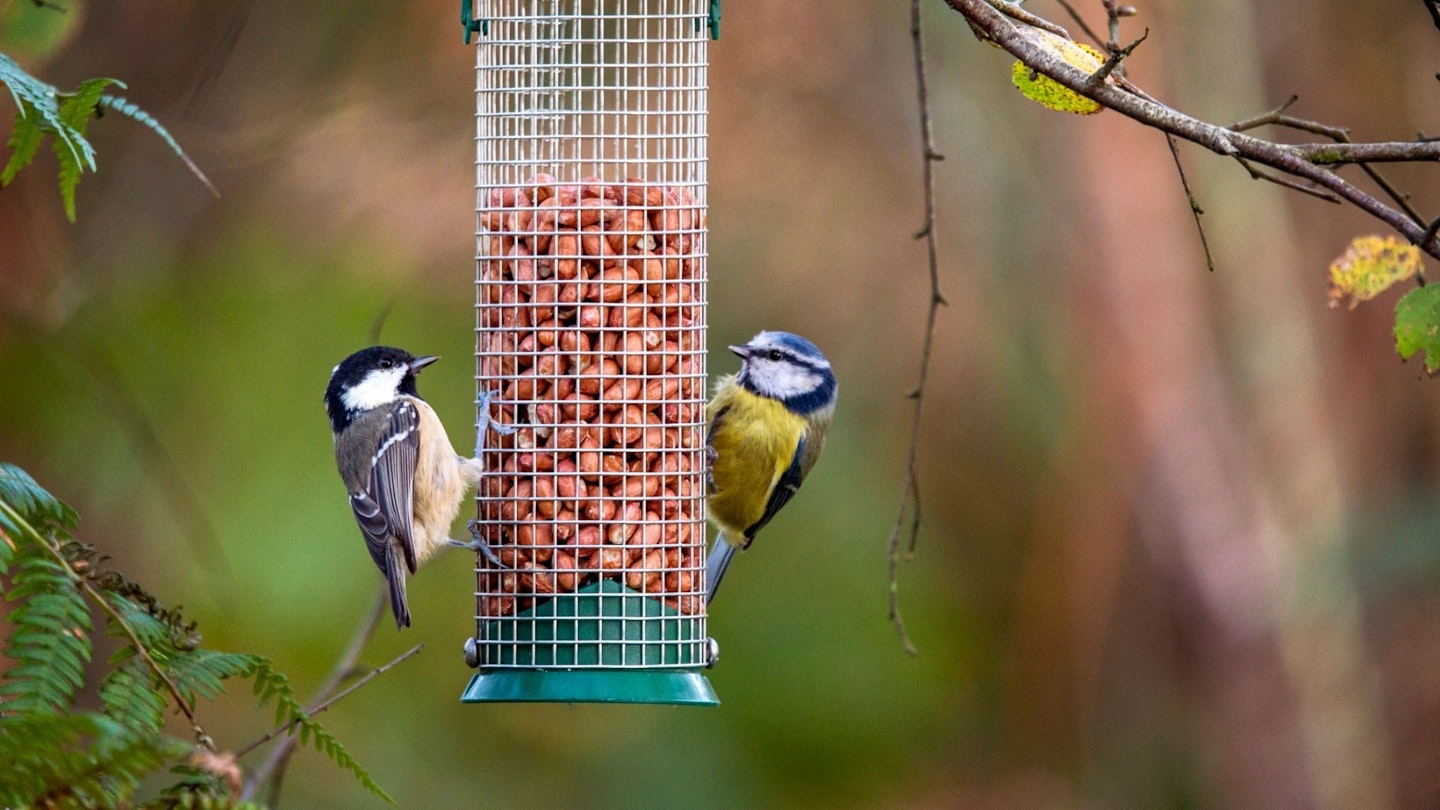 bird tits on bird feeder with peanuts inside