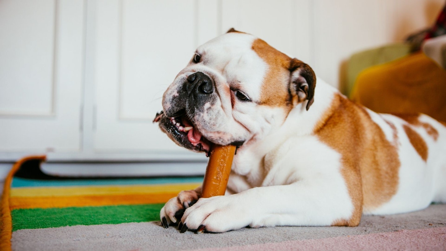 English Bulldog Chewing on a Toy - Best Chew Toys for Dogs