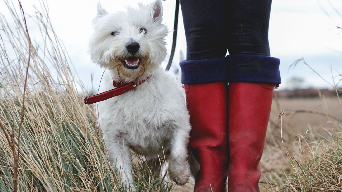 Best Dog Walking Boots - Take a Break