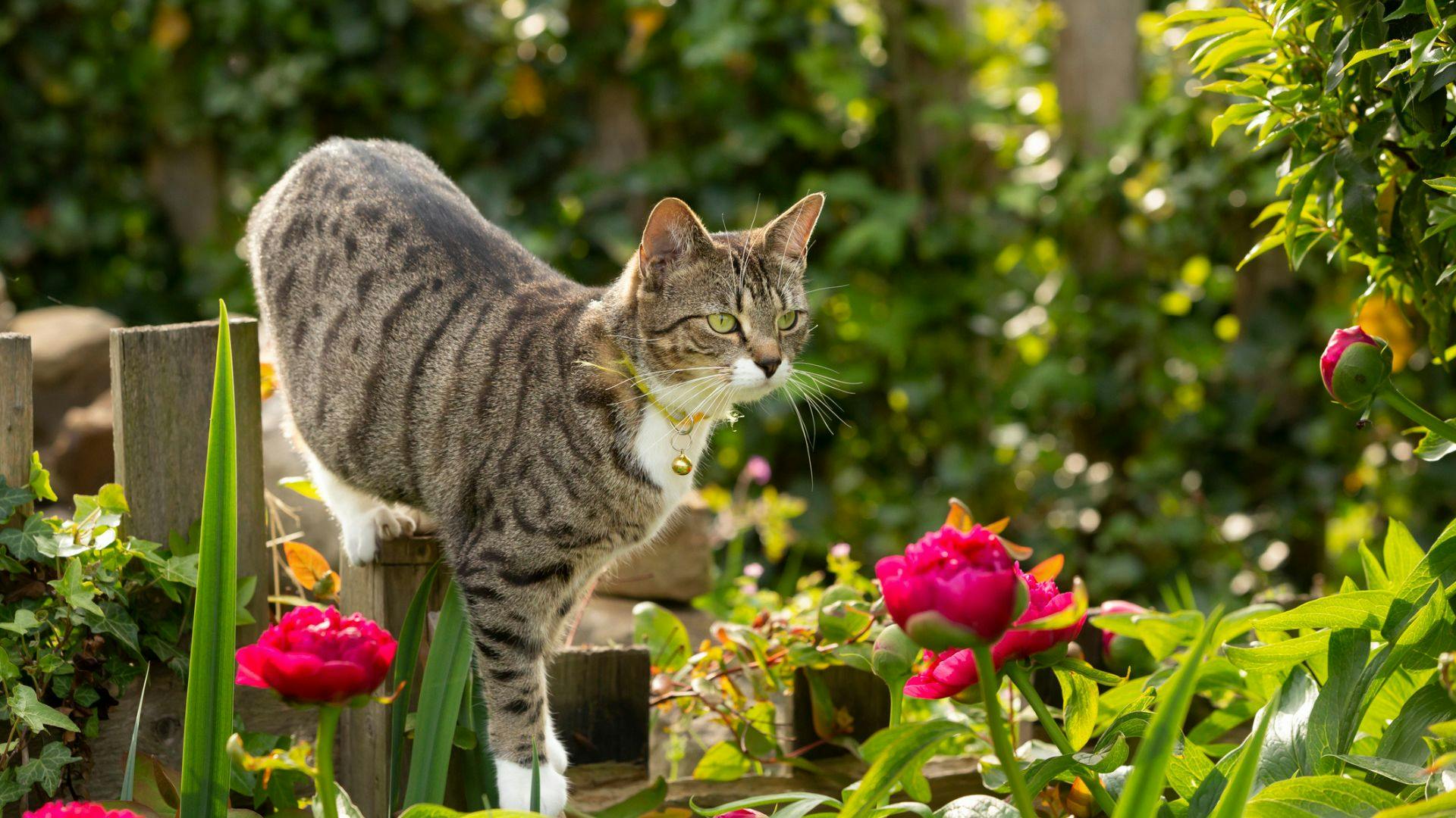 Best cat clearance collar tracker