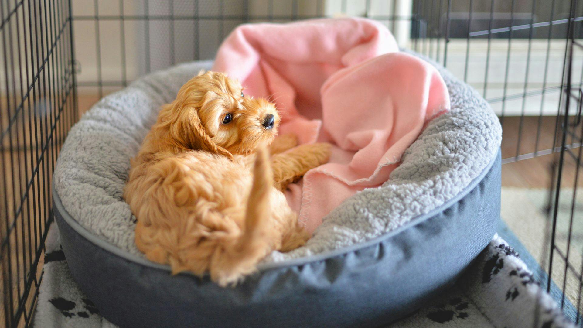 Best puppy crate store bed