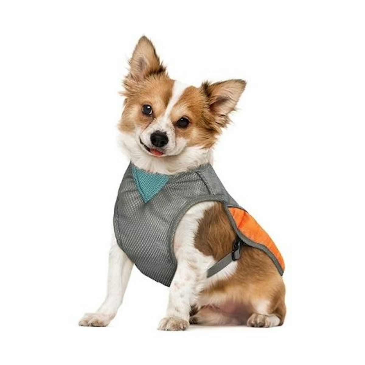 Best dog cooling vests to keep your hound cool this summer
