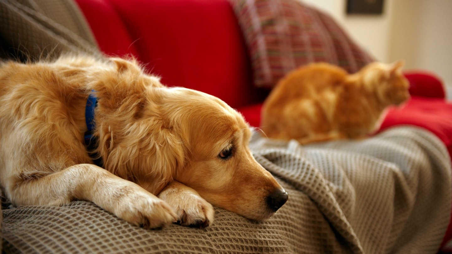Golden retriever dog with ginger tabby cat resting on sofa (focus on foreground)