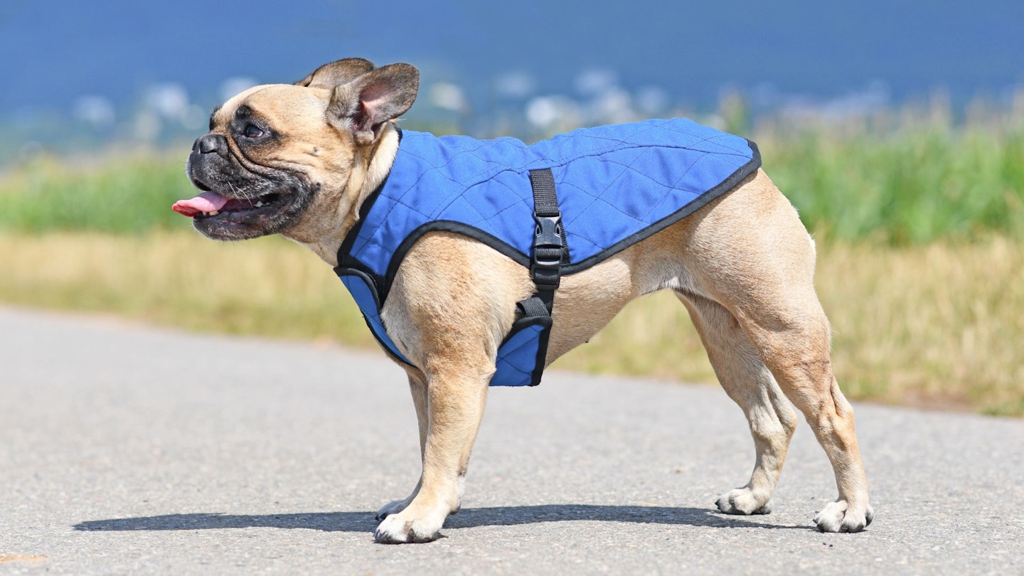Best dog cooling vests