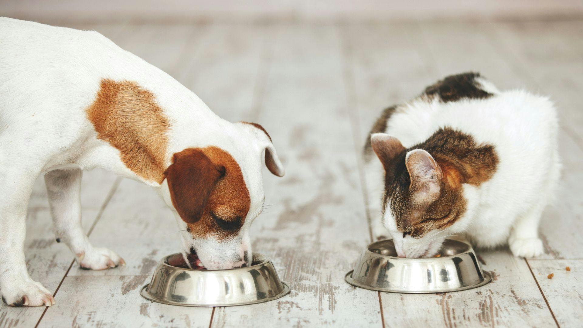 Probiotic dog food pets at cheap home