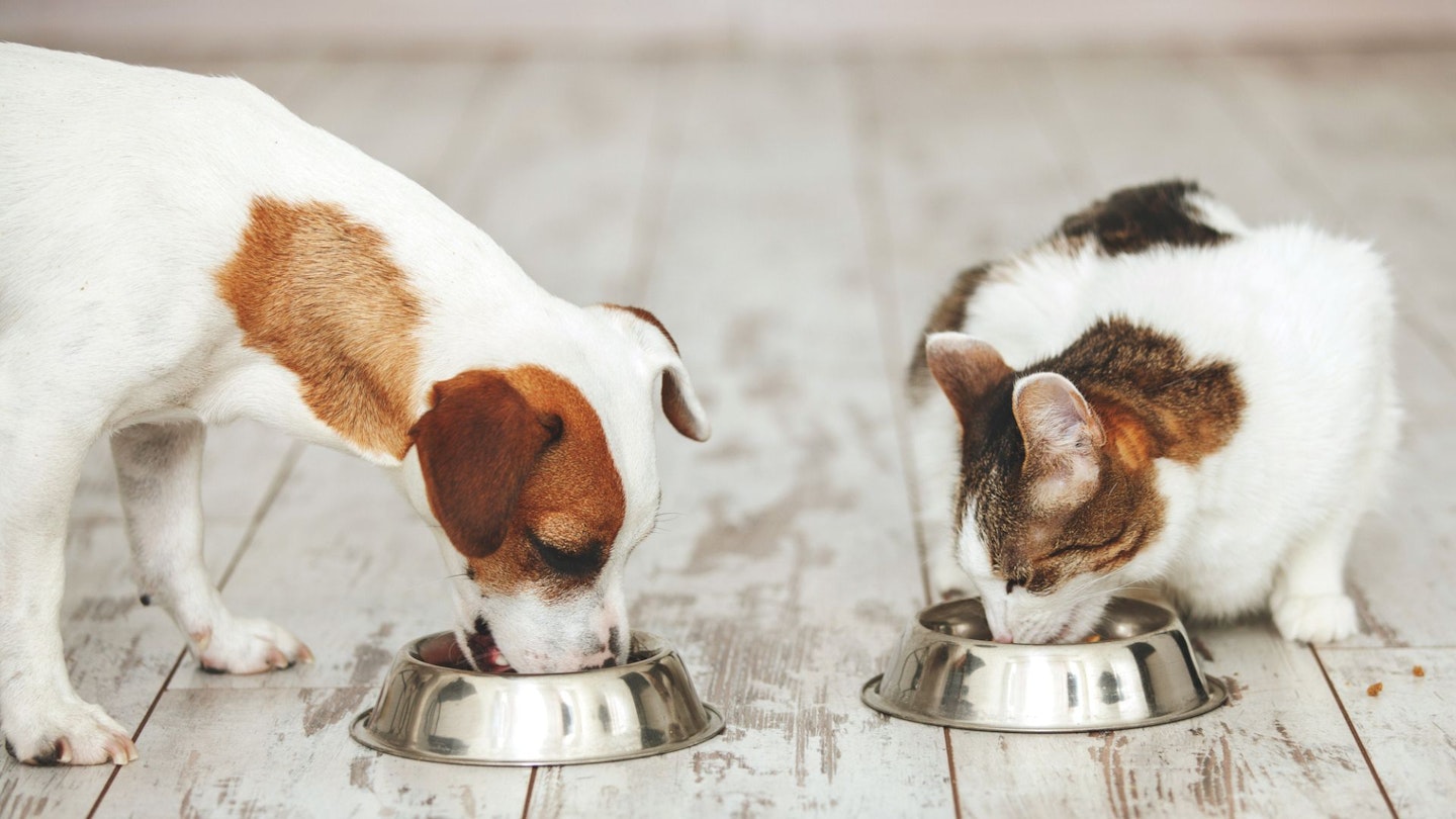 Cat and Dog Eating Together