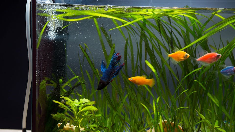 The best fish tank air pumps and why you need them | Pets | Take A Break