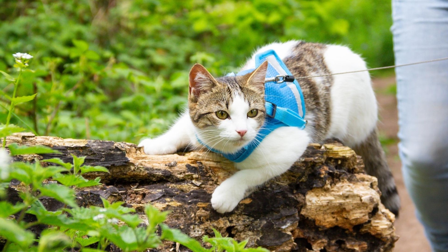 cat with harness on in a forest