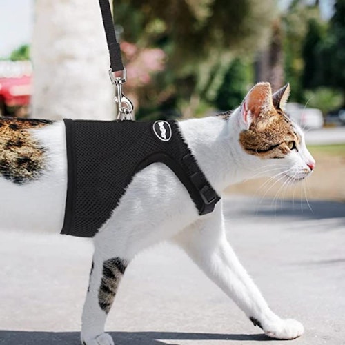 The best cat harness for your adventurous feline Pets Take A Break
