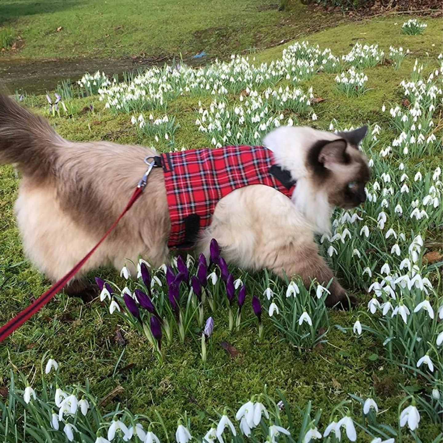 Mynwood Cat Jacket/Harness Royal Stewart Tartan