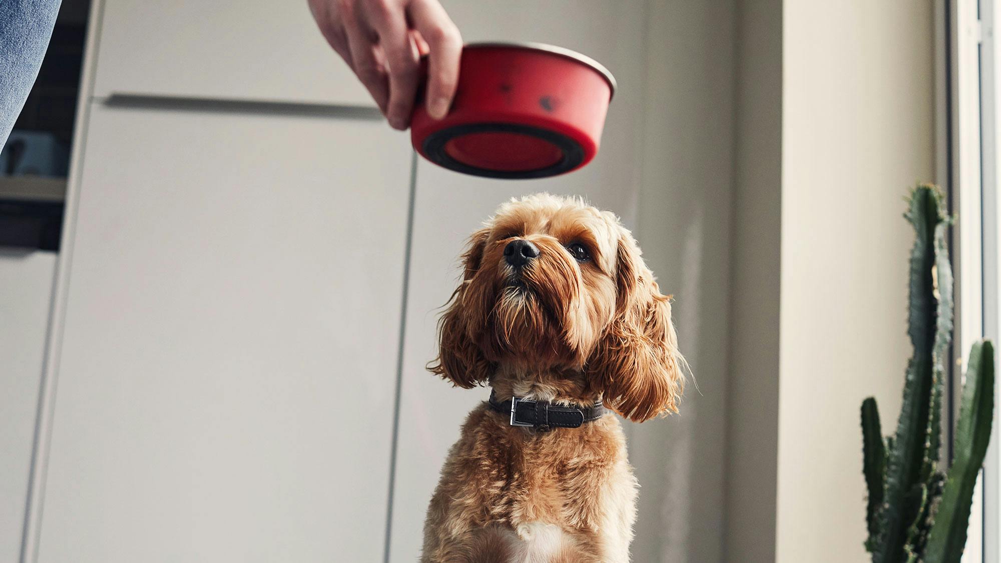 The best wet dog food to keep your pooch nourished and healthy 2024