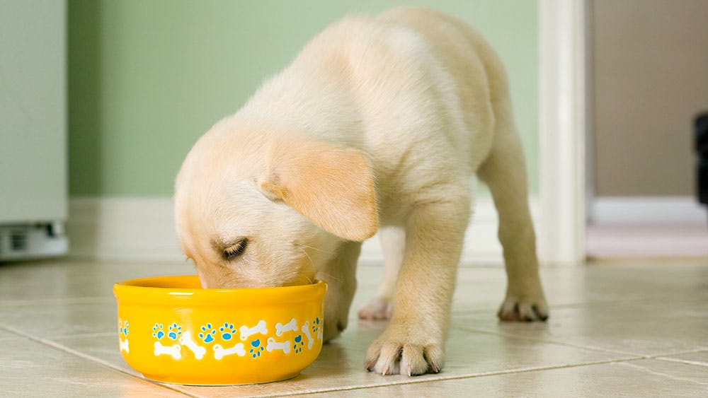 Best wet food cheap for golden retriever puppy