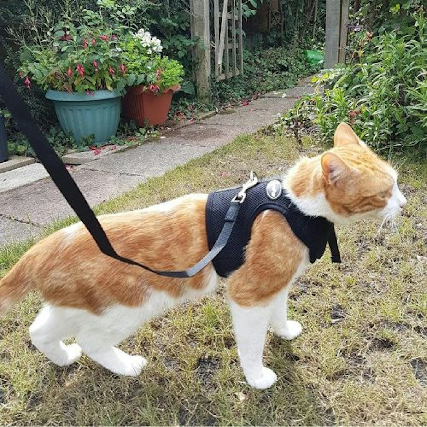 BINGPET Escape Proof Cat Harness and Leash