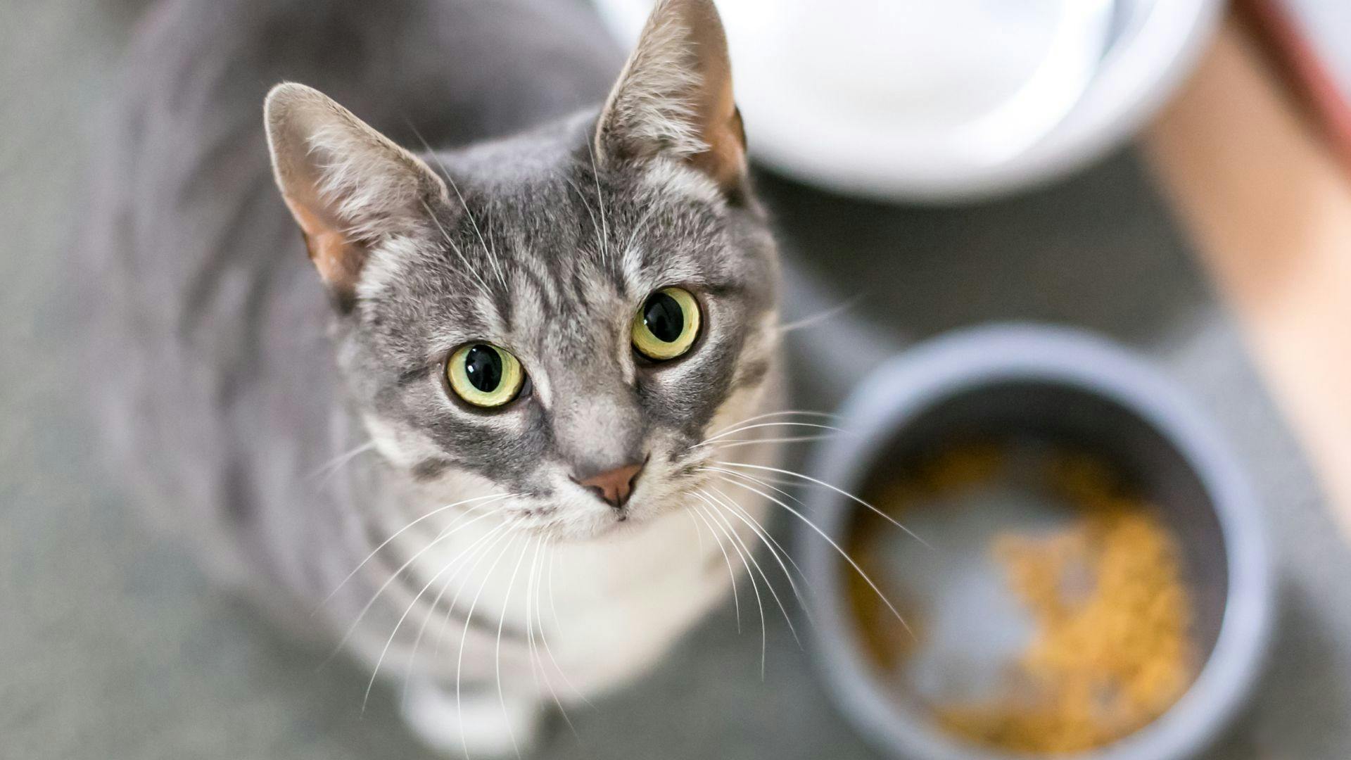 Cat bowls shop for messy eaters