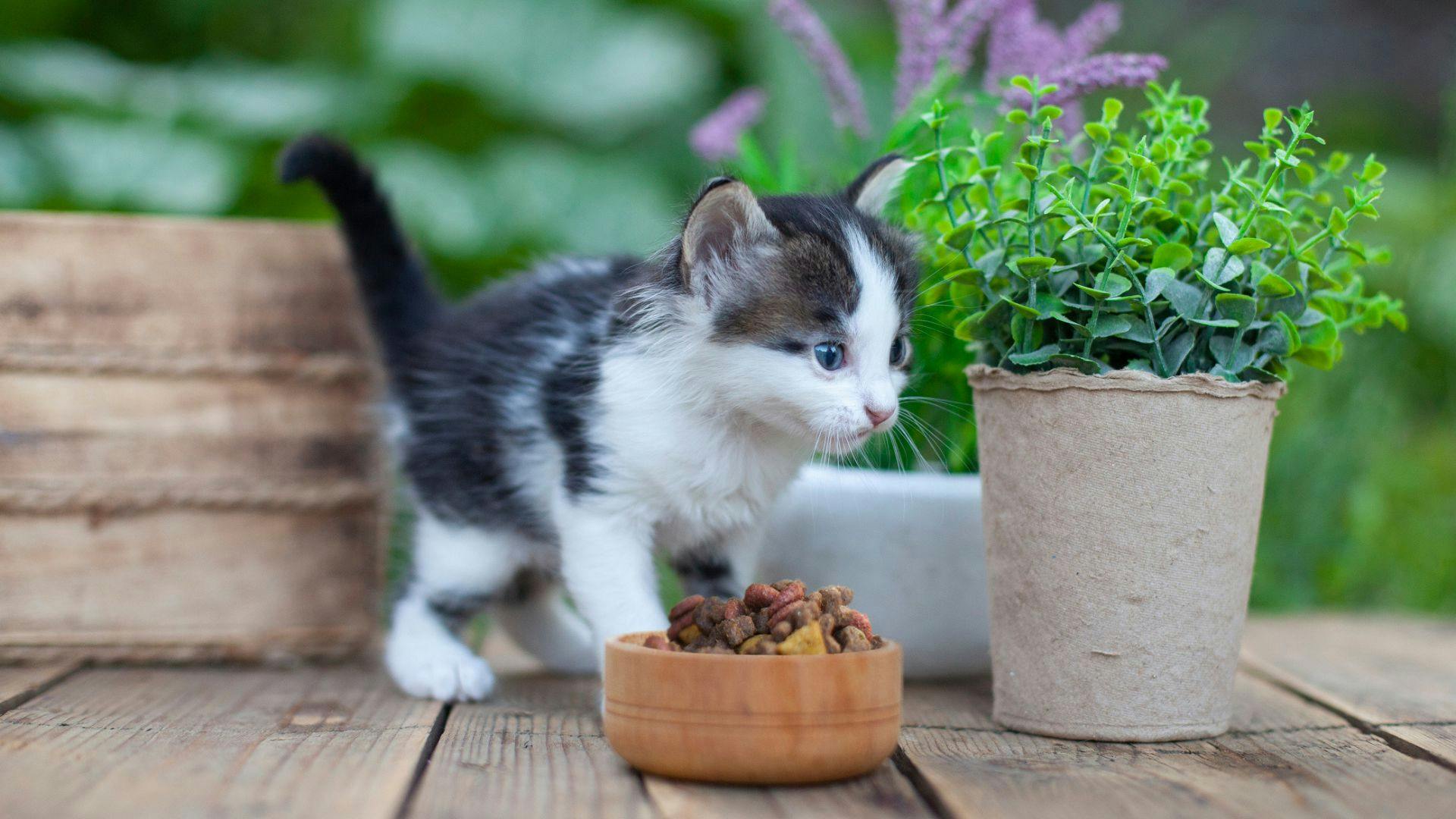 Best natural outlet kitten food