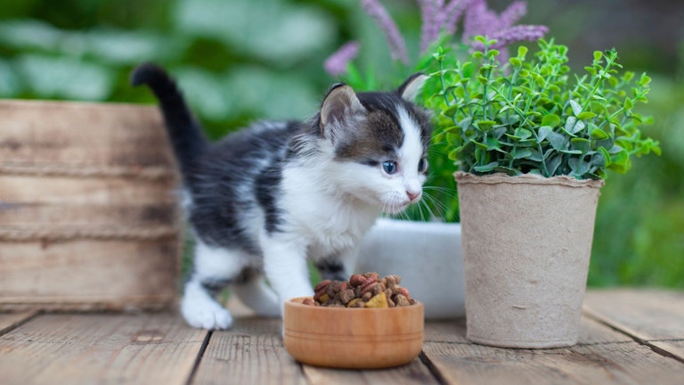 Best kitten food for your little one
