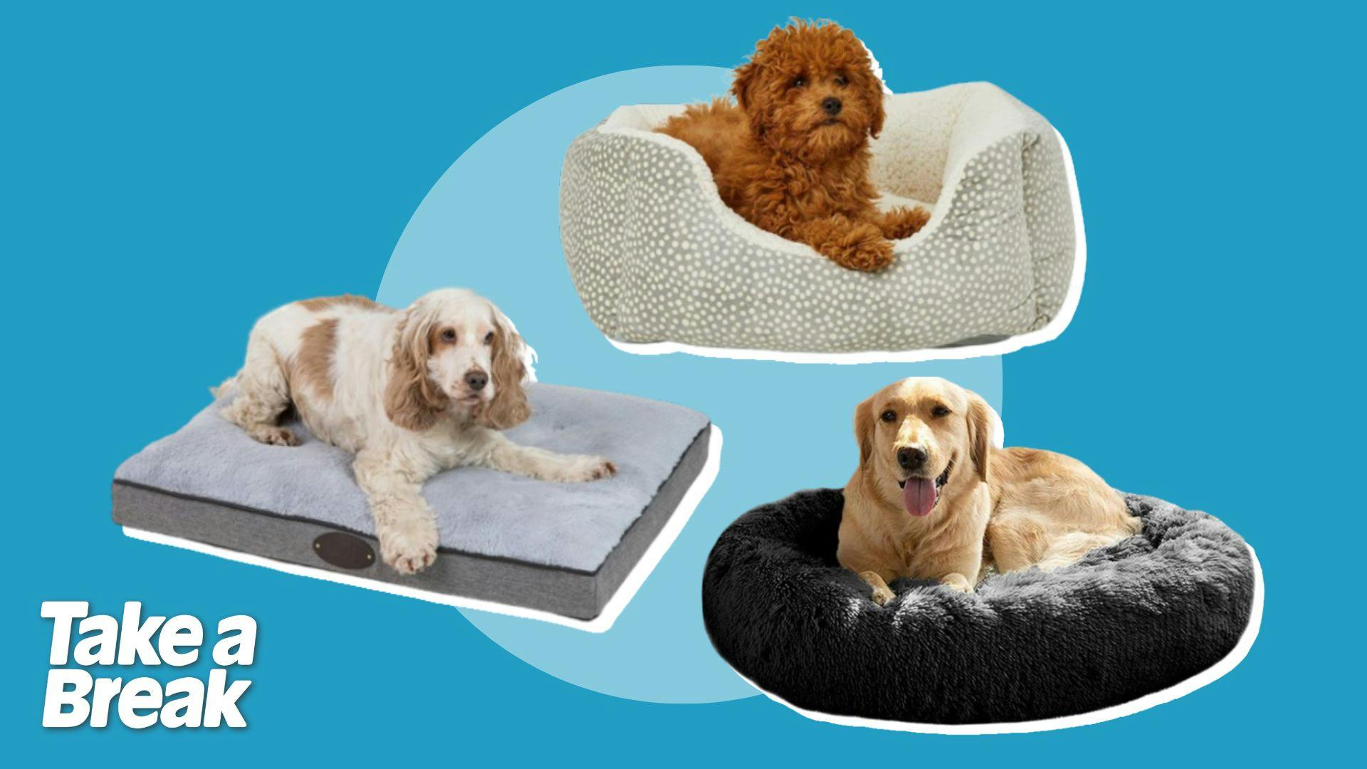 Best budget dog beds under 50 2024 Explore the variety