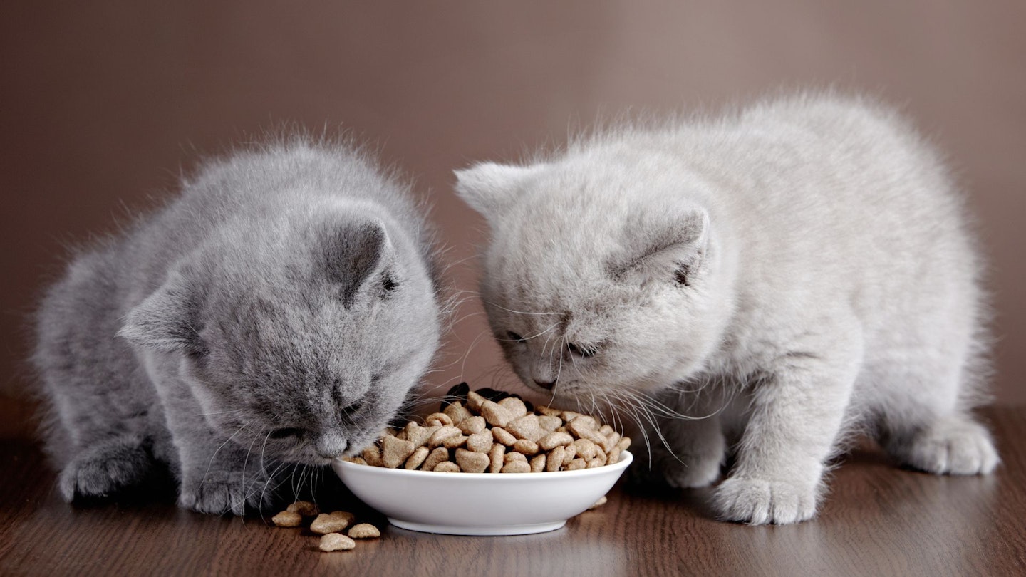 Two kittens eat dry food from a dish