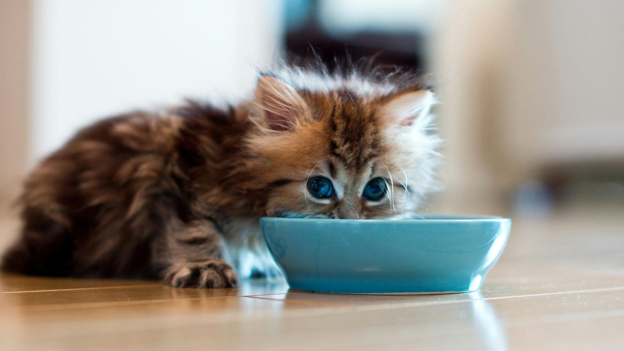 Can kittens eat hot sale adult wet food