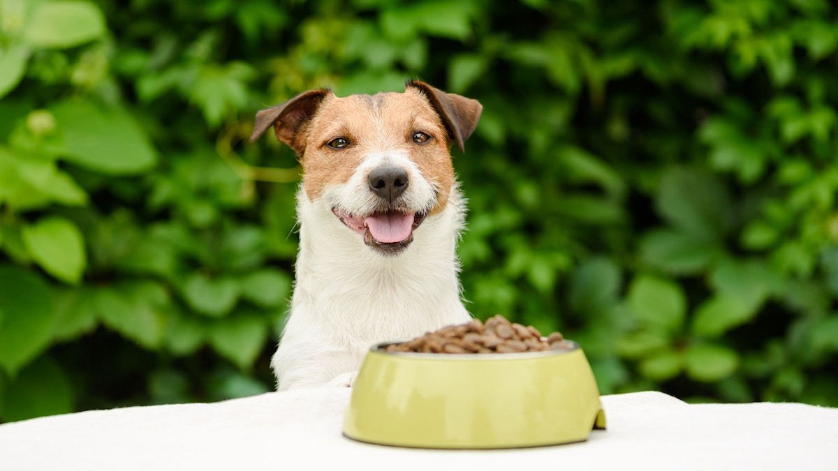 Best Dry Dog Food Pets Take A Break