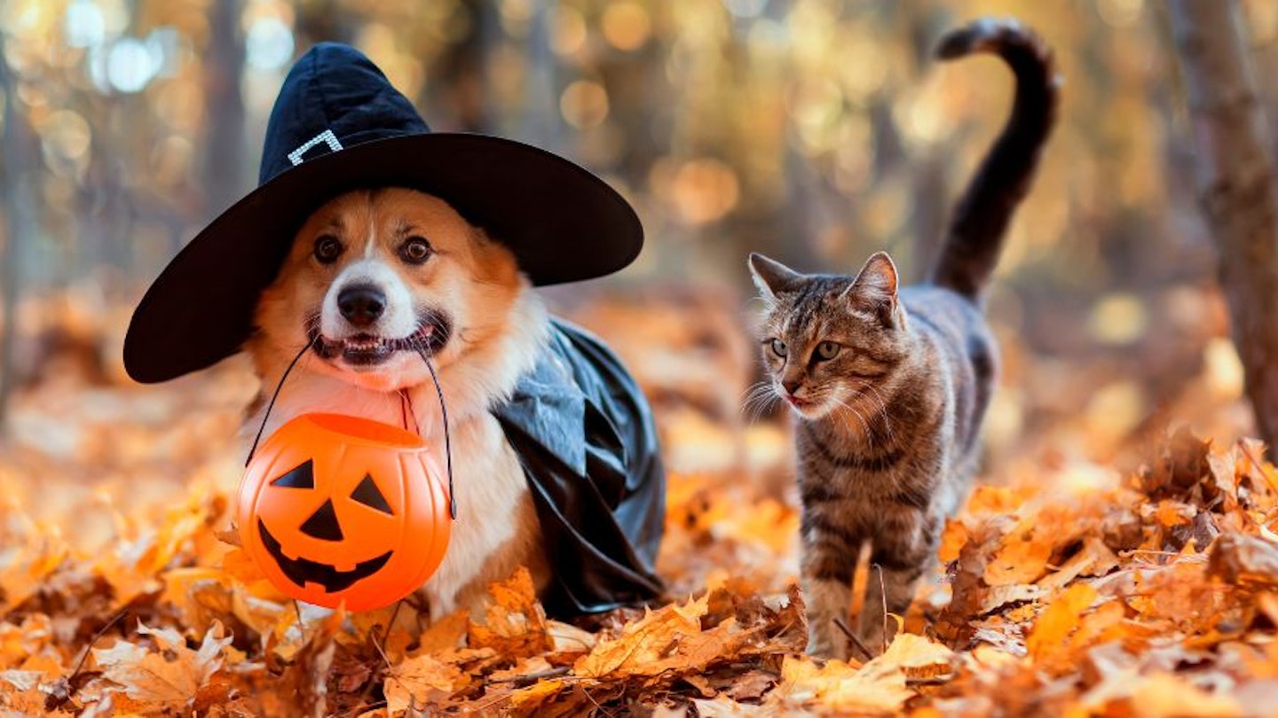pet Halloween costumes