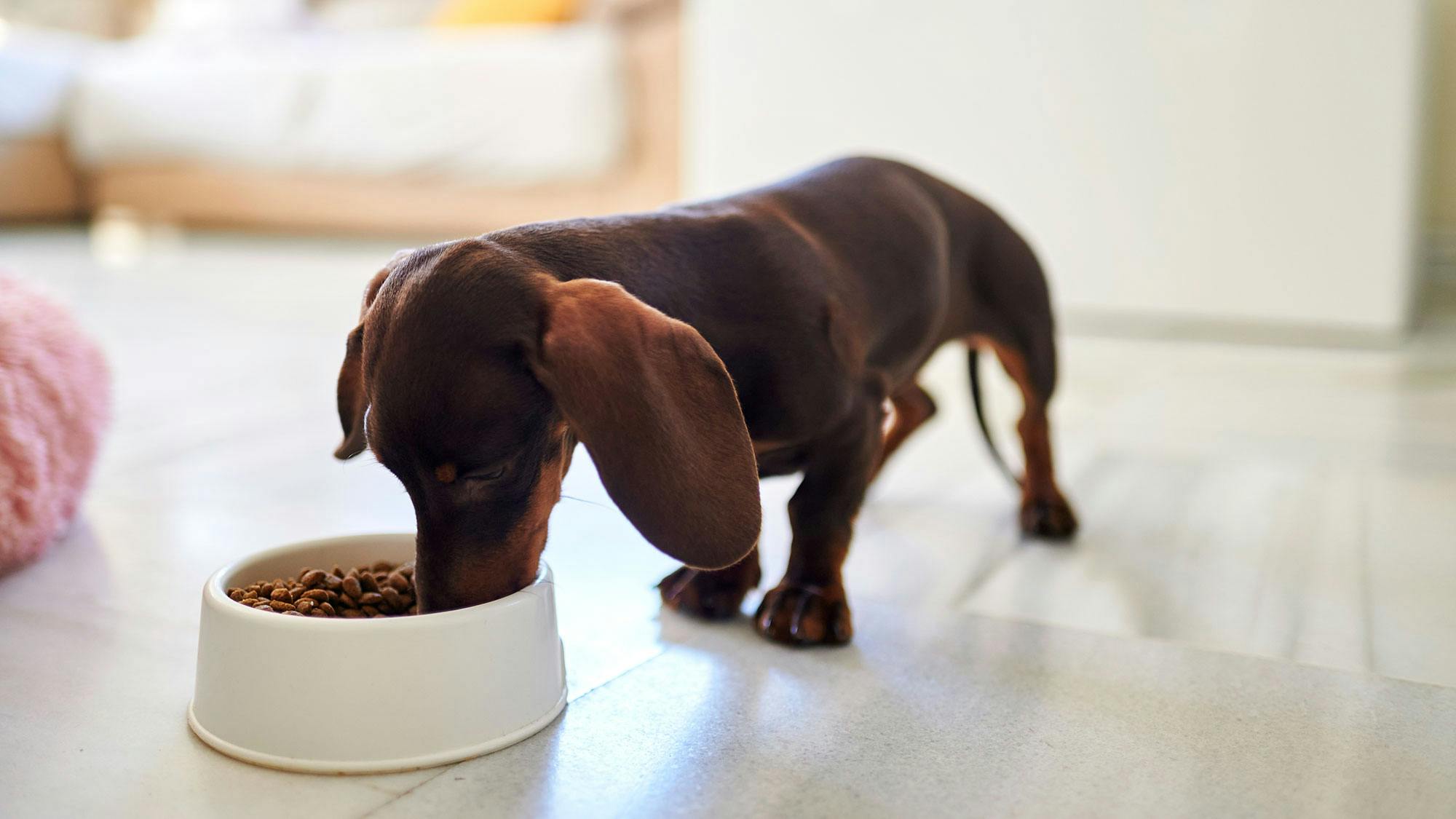 Best puppy food clearance bowls