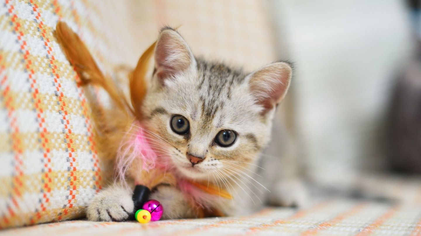 Kitten plays with a toy on the sofa.
