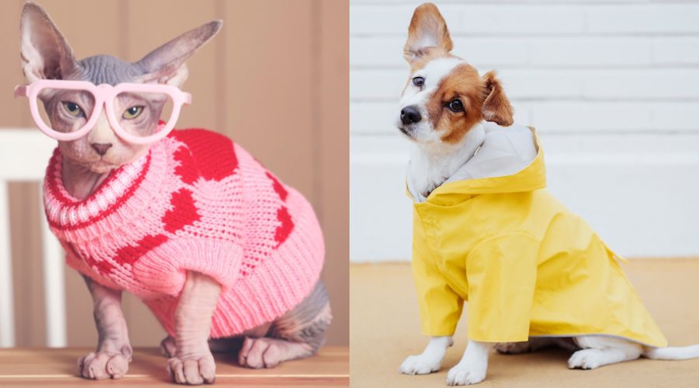 best clothes for pets