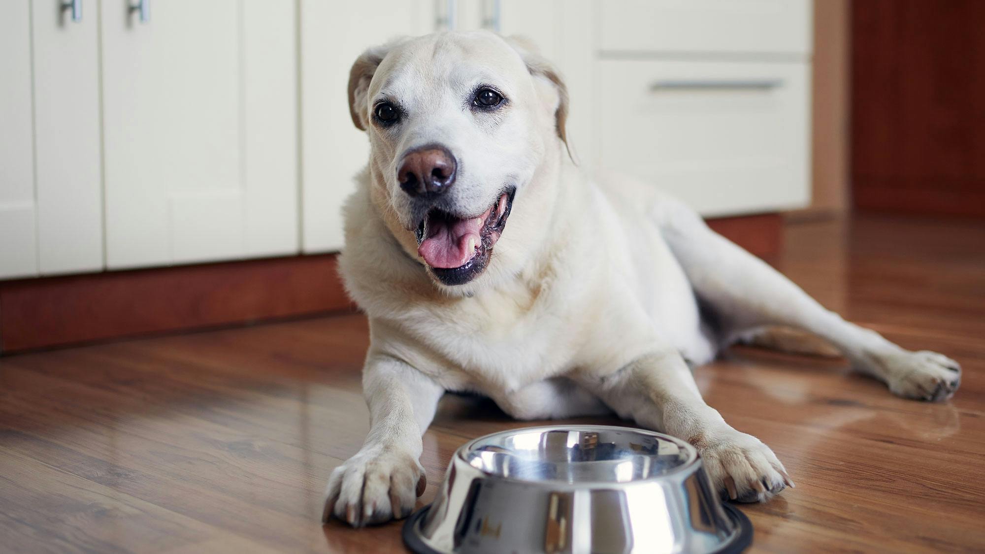 Best dry dog outlet food for senior labrador