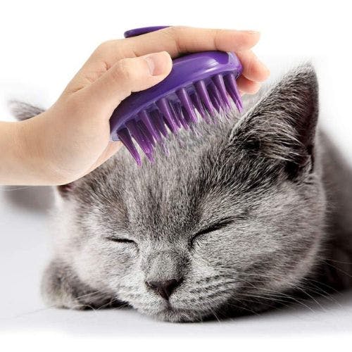 Best cat brush for short best sale hair